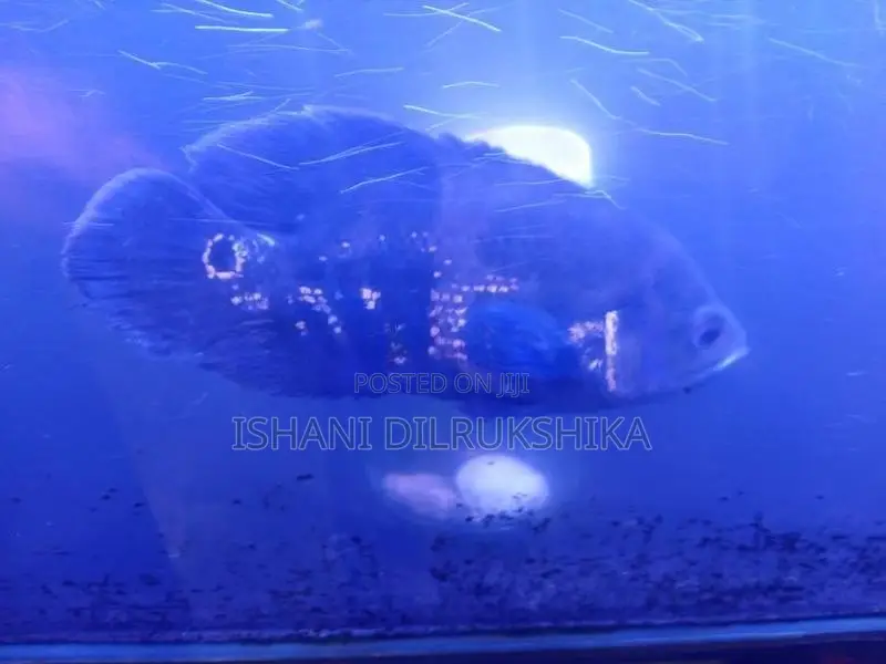 Oscar Fish