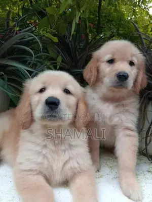 Golden Retriever Puppies