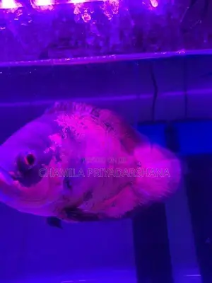 Oscar Fish