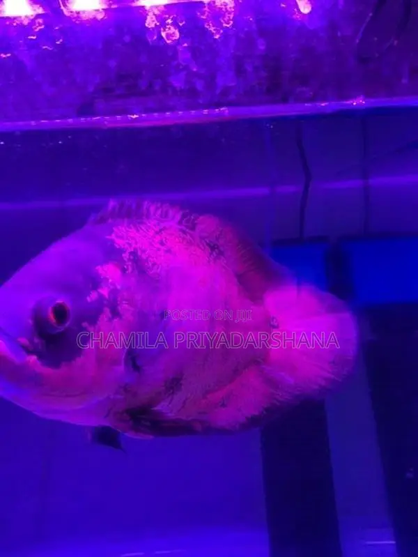 Oscar Fish