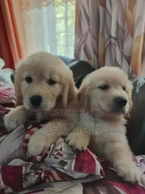 Golden Retriever Puppies
