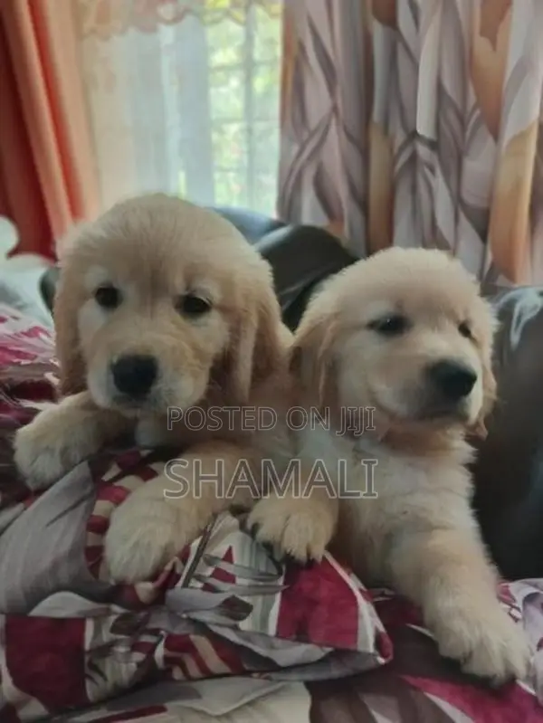 Golden Retriever Puppies