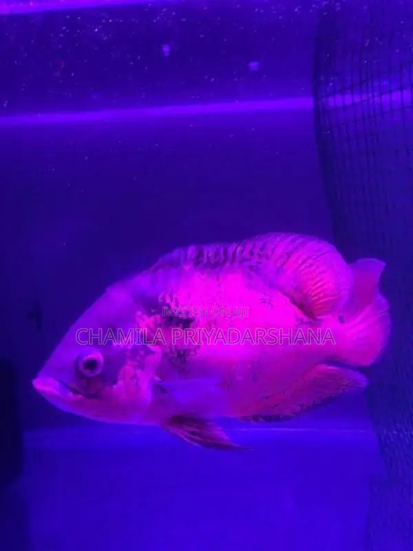Oscar Fish