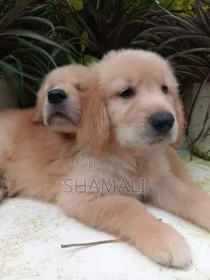 Golden Retriever Puppies