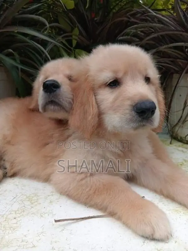 Golden Retriever Puppies
