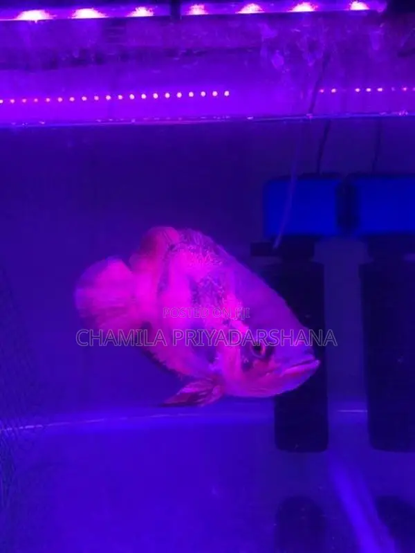 Oscar Fish