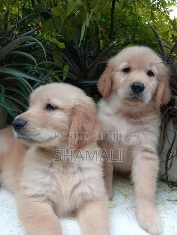 Golden Retriever Puppies