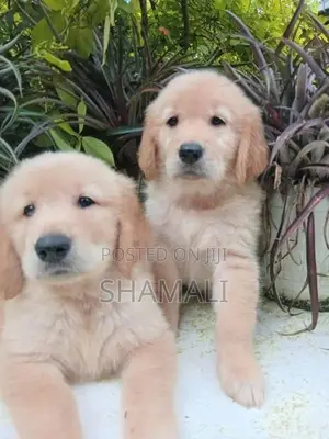 Golden Retriever Puppies