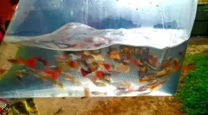 Guppy Fish