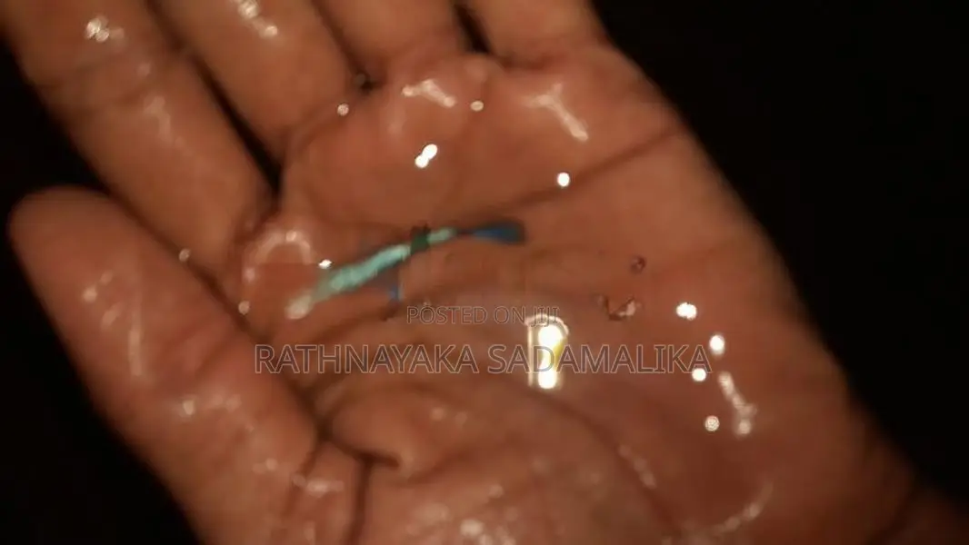 Guppy Fish