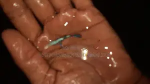 Guppy Fish