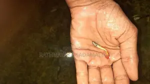 Guppy Fish