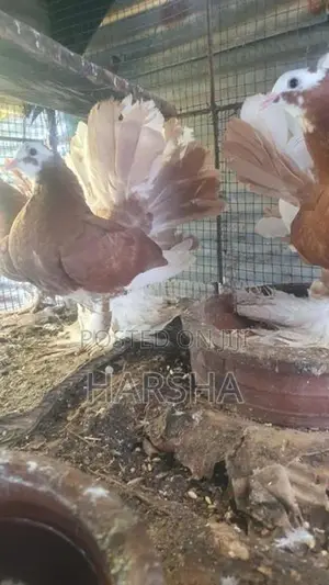 Pigeons