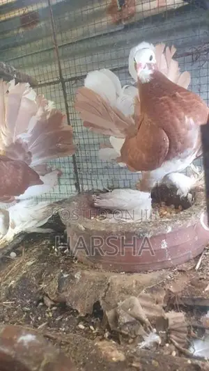 Pigeons