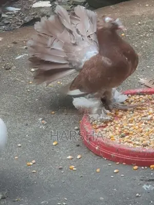Pigeons