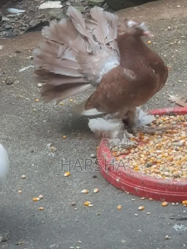 Pigeons