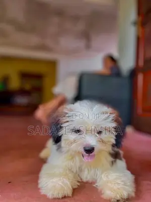 Shih Tzu Puppy