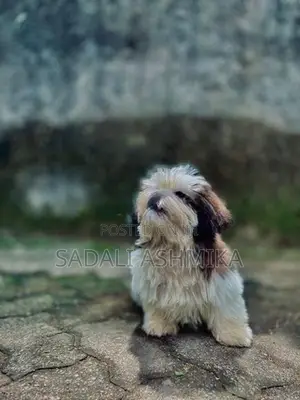 Shih Tzu Puppy