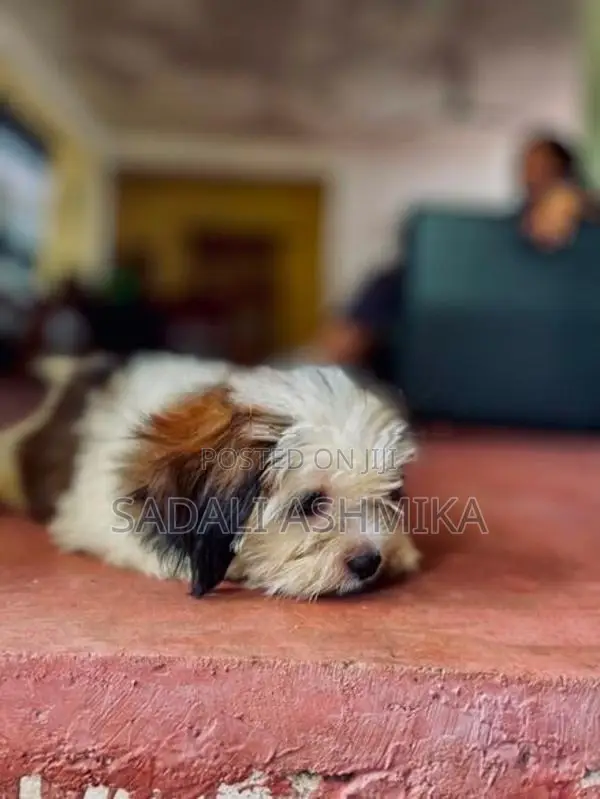 Shih Tzu Puppy