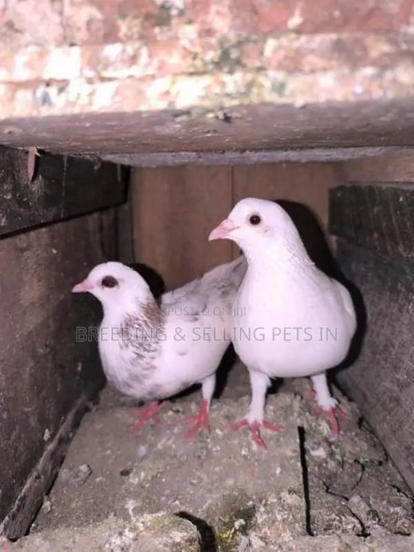 Indian Timing Pigeons