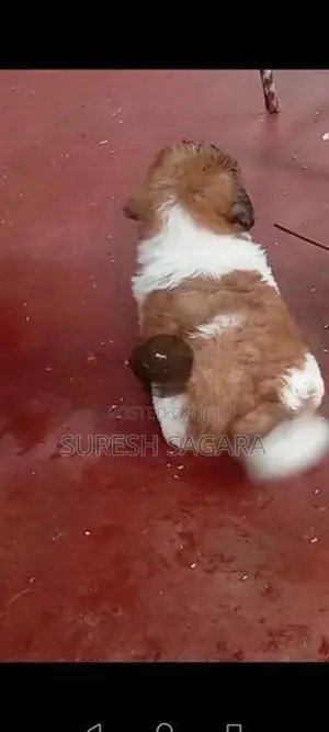 Shitzu Puppy