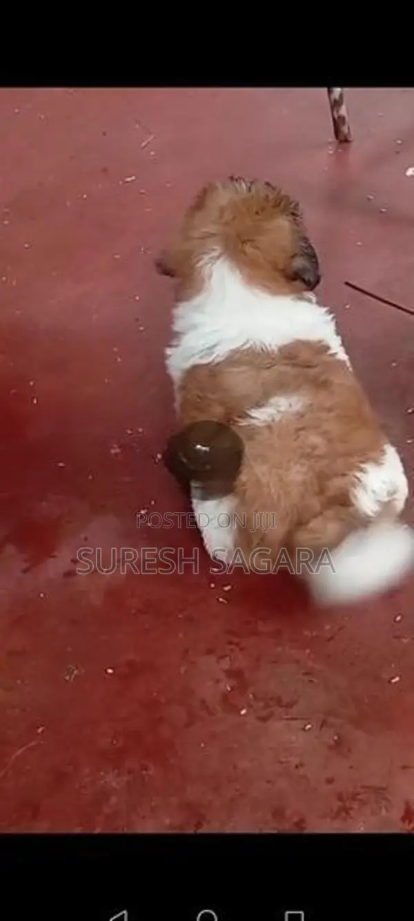 Shitzu Puppy