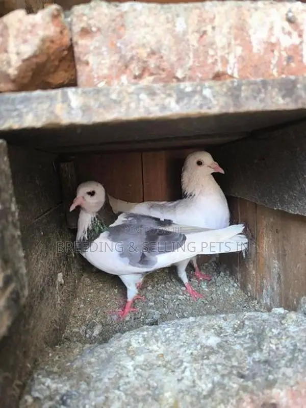 Indian Timing Pigeons