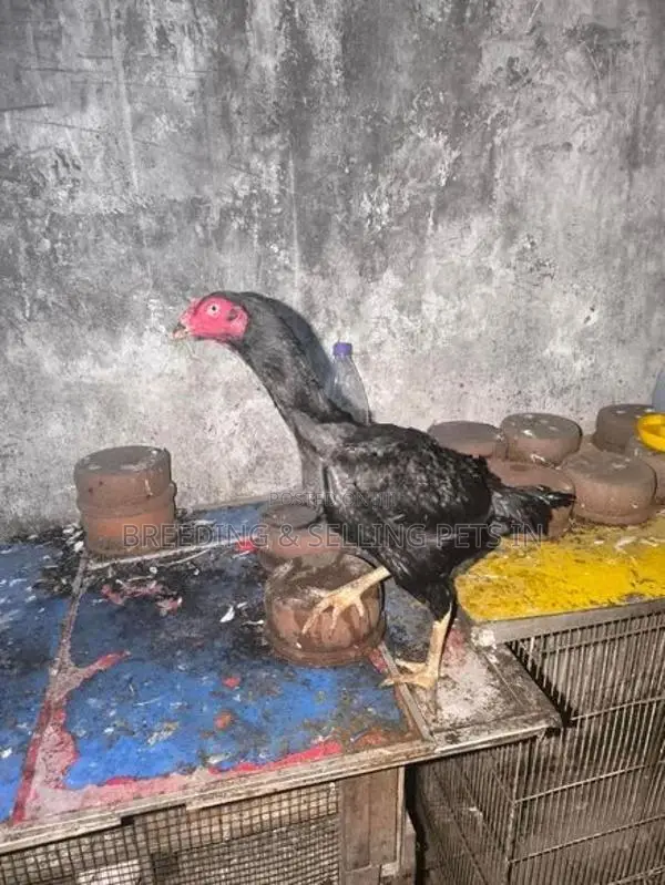 Hens Roosters