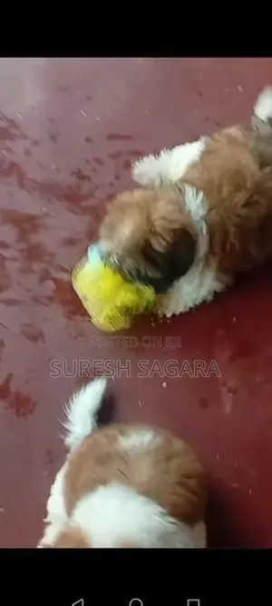 Shitzu Puppy