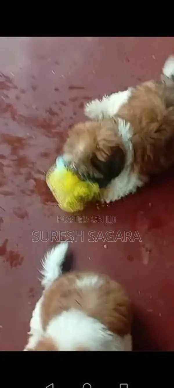 Shitzu Puppy