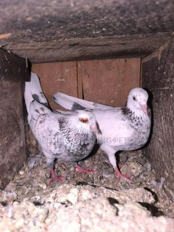 Indian Timing Pigeons