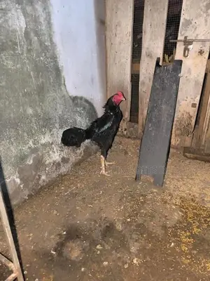 Hens Roosters
