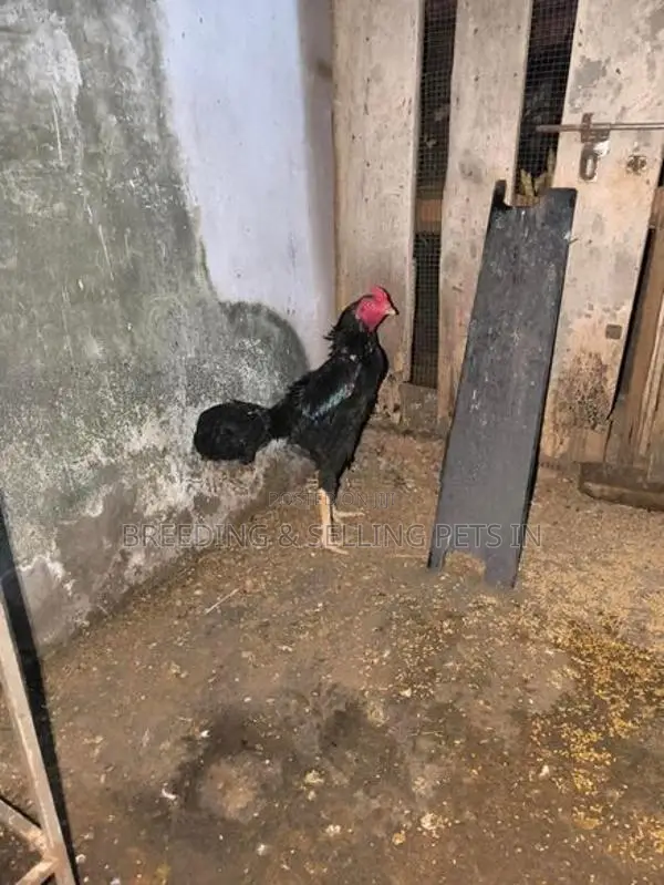 Hens Roosters
