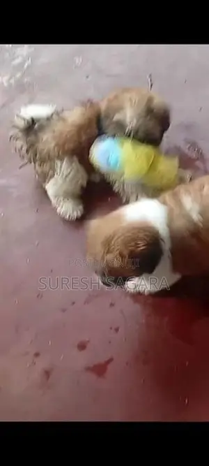 Shitzu Puppy