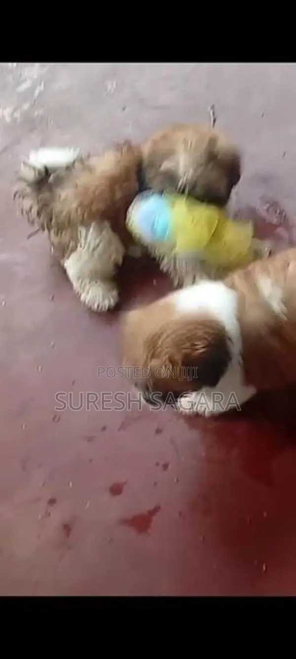 Shitzu Puppy