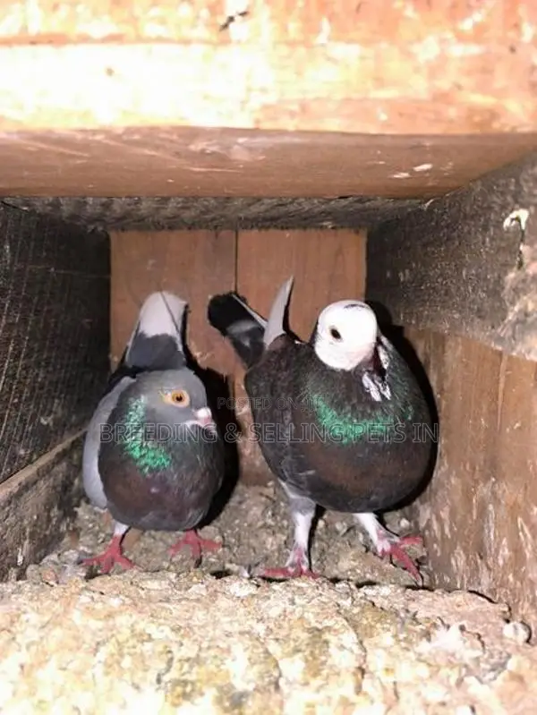 Indian Timing Pigeons