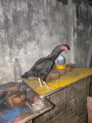 Hens Roosters