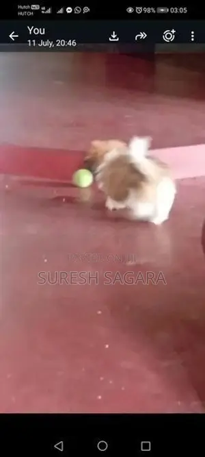 Shitzu Puppy