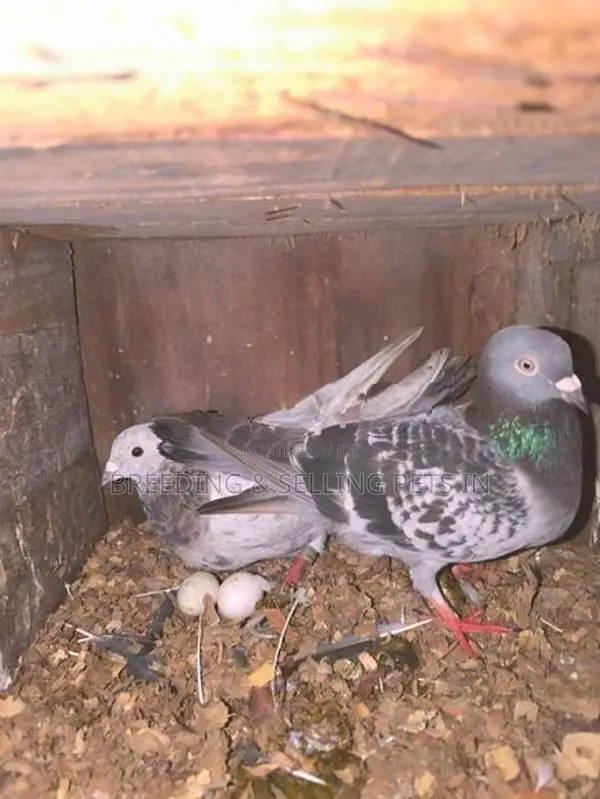 Indian Timing Pigeons
