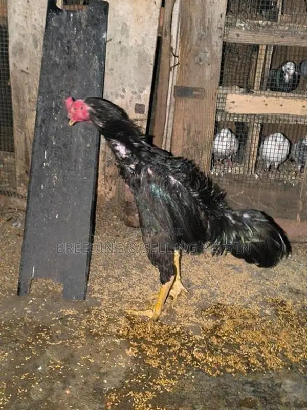 Hens Roosters