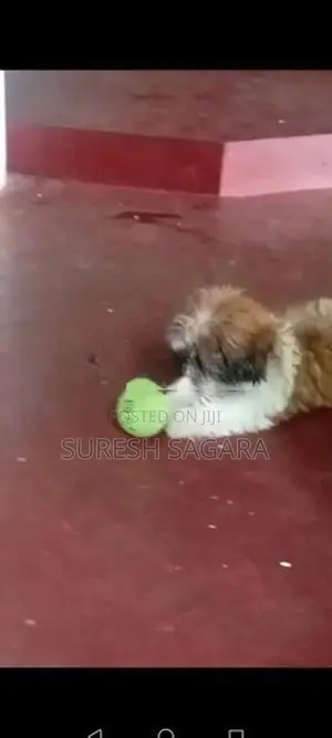 Shitzu Puppy