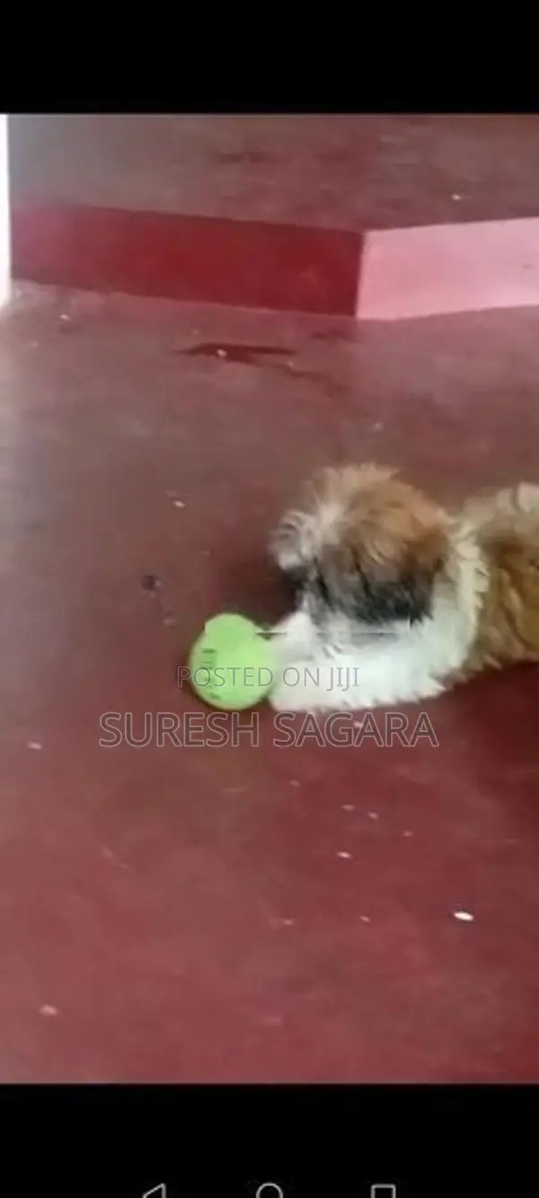 Shitzu Puppy