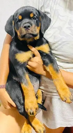 Rottweiler Female Puppy