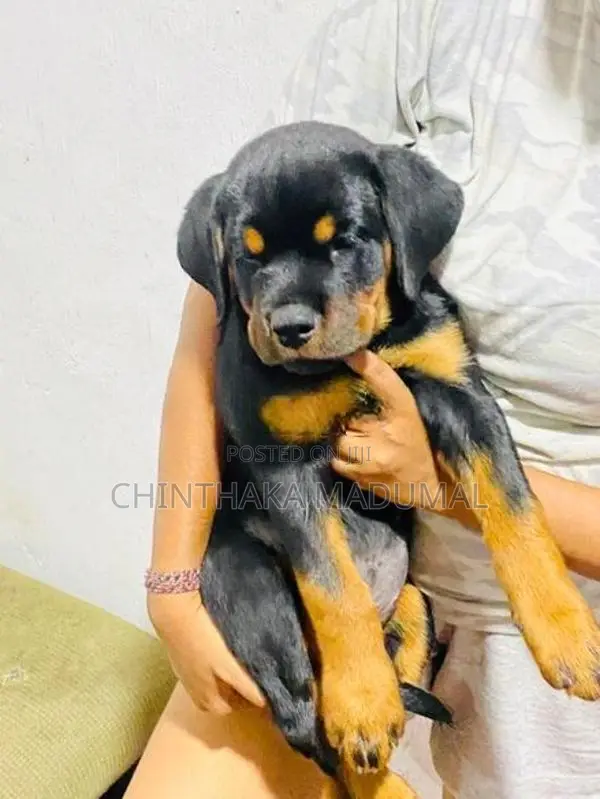 Rottweiler Female Puppy
