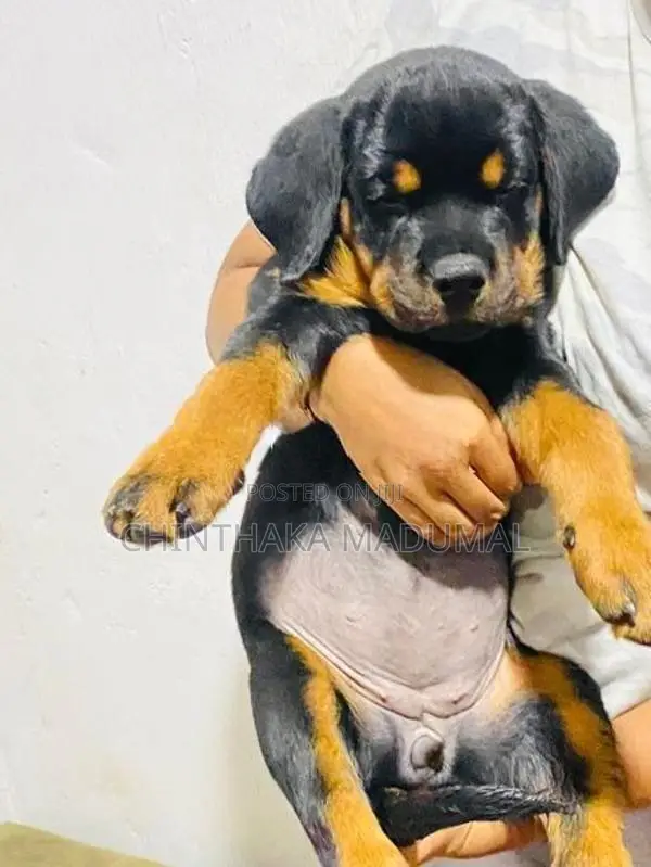 Rottweiler Female Puppy