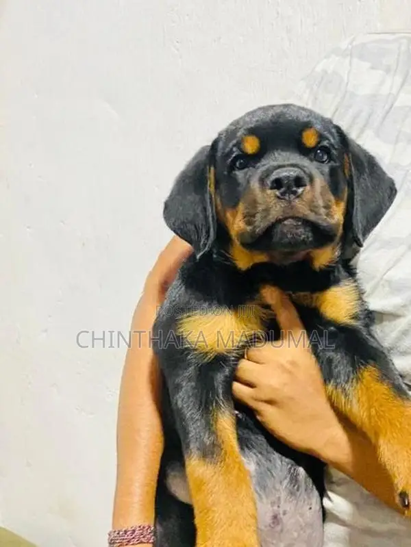 Rottweiler Female Puppy