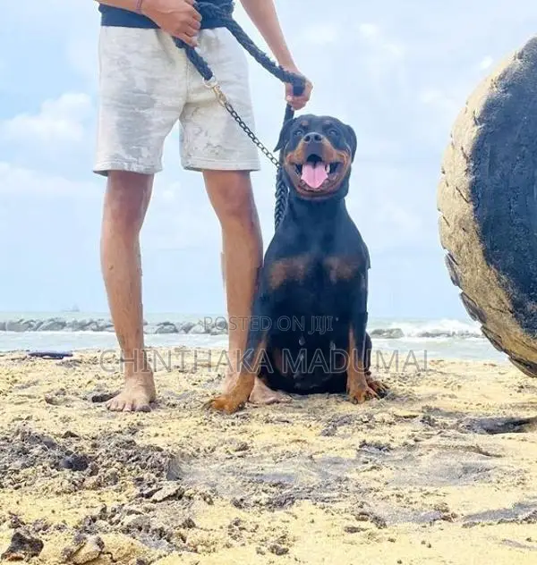 Rottweiler Female Puppy