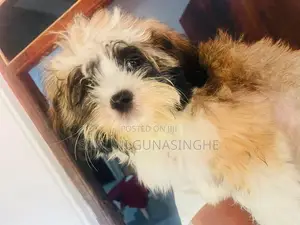 shitzu male puppy