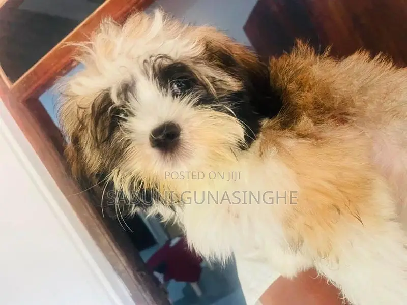 shitzu male puppy