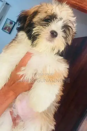 shitzu male puppy